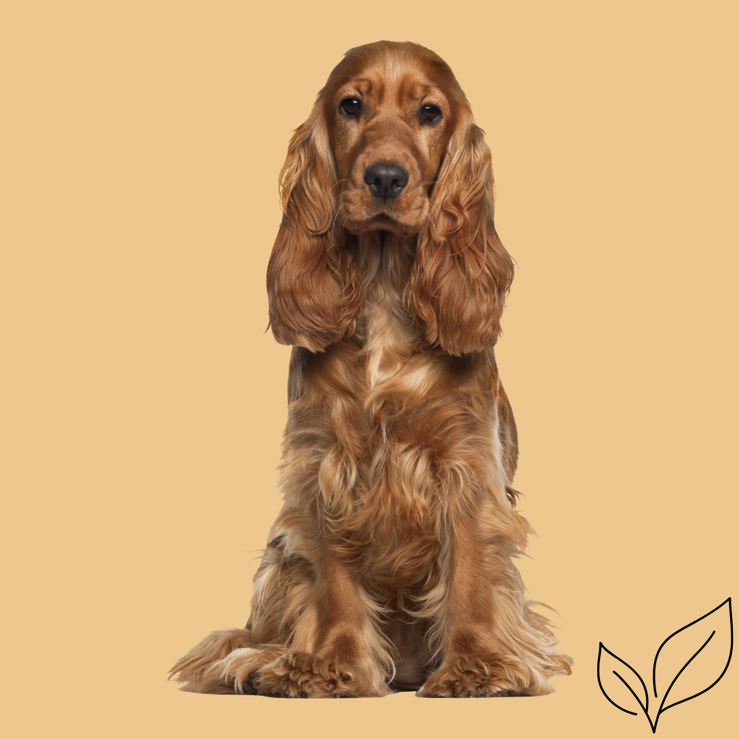 Calming Chews