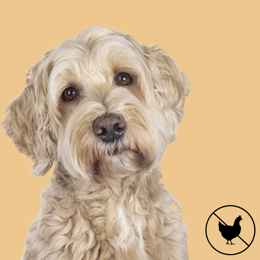 Chicken-Free Dog Treats