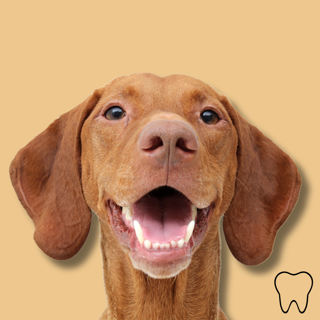 Dental Dog Chews