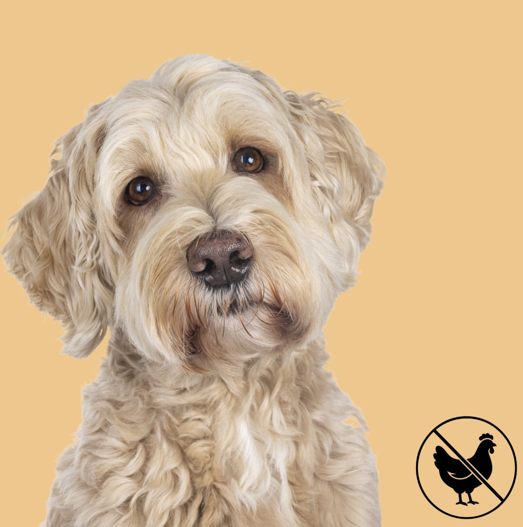 Chicken-Free Dog Treats