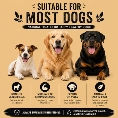 Long-lasting natural dog treat selection box for dental health and training
